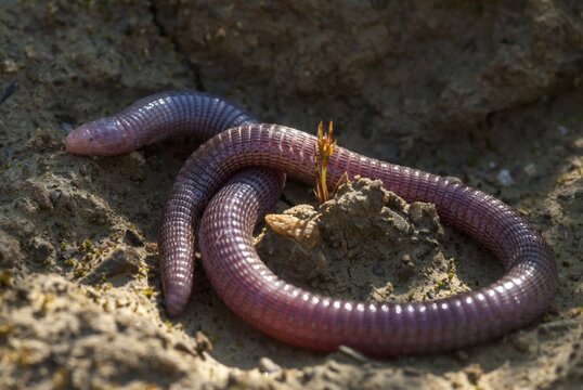 Blanus cinereus, Moorish web digs, Mediterranean worm lizard, web burrow, ringworm, lizards, Extremadura, reptiles, lizards, reptilia, reptiles, Spain