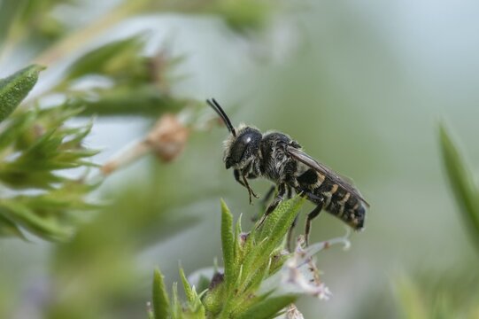 Apidae, bees, coelioxys mandibularis, hymenoptera, cone bee, mandible cone bee, square jawed sharp tail bee, insects, insects