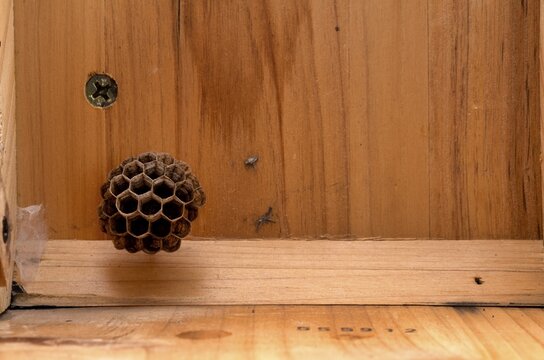 Wasp nest, nest in a wooden shed, european paper wasp (Polistes dominulus), also European Paper Wasp (Polistes gallicus), Stuttgart, Baden-W&uuml;rttemberg, Germany