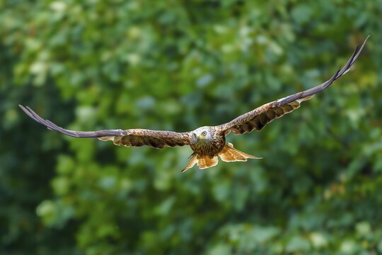 Red Kite (Milvus milvus), wildlife, Germany, a bird of prey in flight against a green, natural backdrop