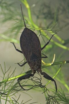 Nepa cinerea, water scorpion, aquatic, high size, portrait format, insects, bugs, water bugs