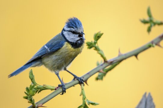 Blue tit, parus caeruleus, birds, song, tit, passeri, singing, songbirds, songbirds, tits, birds