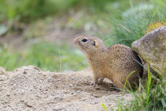 A fully grown ground squirrel (Spermophilus citellus) sits on gravel next to green vegetation on a cloudy day in hilly terrain. Austria