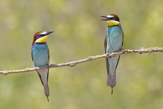 European bee-eater (Merops apiaster) &ndash; two birds perched on a branch, a pair, Lake Neusiedl, Burgenland, Austria