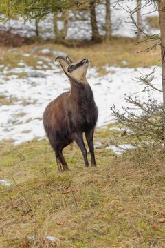 An adult male chamois (Rupicapra rupicapra) stands on a partially snow-covered meadow and stares at the tasty needles of a spruce hanging above him