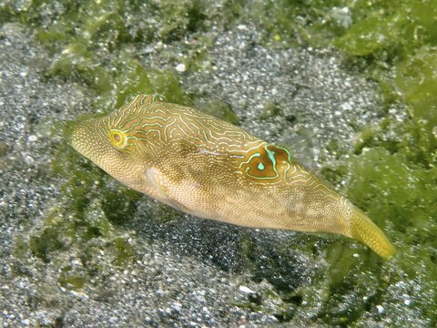 Labyrinth pufferfish (Canthigaster compressa) swimming near sandy bottom, surrounded by green algae, dive site Secret Bay, Gilimanuk, Bali, Indonesia