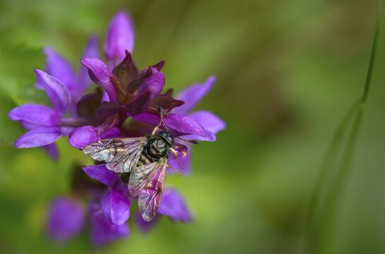 Abia candens, field widow flowers clubhorn leaf wasp, broad-leaved fingerroot, broad-leaved cuckoo flower, broad-leaved orchid, cimbicidae, dactylorhiza majalis, hymenoptera, clubhorn leaf wasp, clubhorn leaf wasps, small field widow flowers clubhorn leaf wasp Orchidaceae, orchids, orchid plants, plant wasps, symphyta, broad-leaved marsh orchid, common marsh orchid, fan orchid, flora, insects, plants, plants