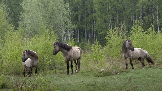 Equus Caballus sspec., horse, konic, odd-toed ungulates, perissodactyla, domesticated animals, pet, horses, mammals, horses, pony, mammals, unpaired ungulates