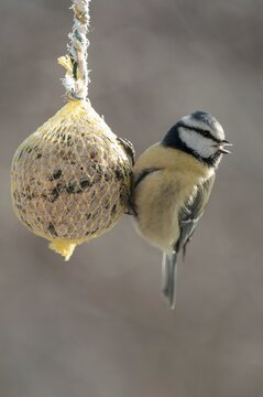Blue tit, parus caeruleus, birds, feeding, high size, portrait format, tits, passeri, songbirds, tits, birds, winter feeding