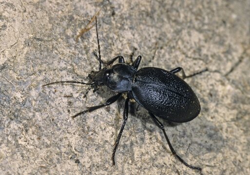 Carabus coriaceus, leather beetle, beetle, insects, beetles