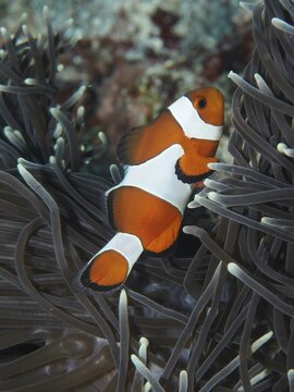 A solitary Ocellaris Clownfish (Amphiprion ocellaris), Nemo, swims through the tentacles of a sea anemone, SD dive site, Nusa Ceningan, Nusa Penida, Bali, Indonesia