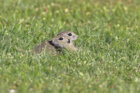 European ground squirrel (Spermophilus citellus) two animals in a meadow, Burgenland Austria