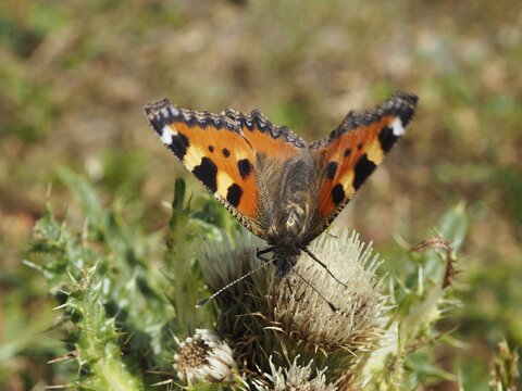 A butterfly with orange wings, the Small tortoiseshell (Aglais urticae), resting on a thistle, Goms, Canton of Valais, Switzerland