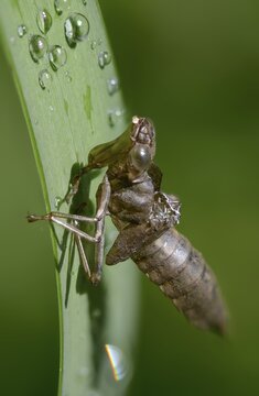 Aeshna cyanea, blue-green mosaic maiden, southern hawker, anisoptera, dragonflies, exuvia, high size, portrait format, insects, larval skin, dragonflies, odonata, hatching