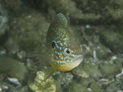 A colourful pumpkinseed sunfish (Lepomis gibbosus) swims over rocks in the clear water at the Baumg&auml;rtli diving spot, Lake Zug, Lake Immen, Canton of Schwyz, Switzerland