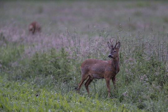 Roebuck (Capreolus capreolus) in a meadow, Lower Saxony, Germany