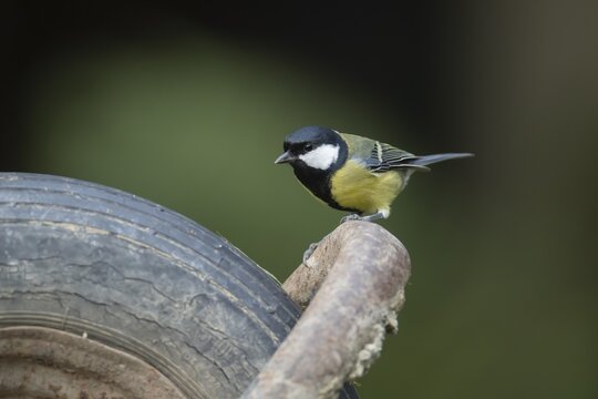 Great tit (Parus major) adult bird on a garden wheelbarrow, England, United Kingdom