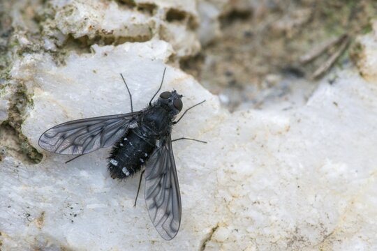 Anthrax anthrax, black bee fly, bombyliidae, common mourning swan, woolswear spec.1, diptera, insects, two-winged birds