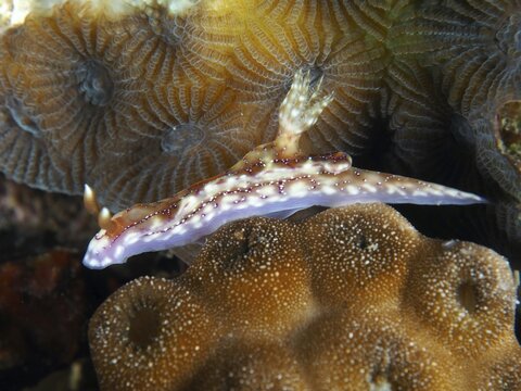Elongated volcanic star snail (Hypselodoris krakatoa), star snail, on structured, brown coral surface, dive site Twin Reef, Penyapangan, Bali, Indonesia