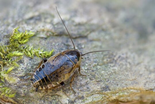 Dark woodcockroach, common woodcockroach, ectobius sylvestris, common woodcockroach, female, forest cockroach, insects, lesser cockroach, cockroach, female