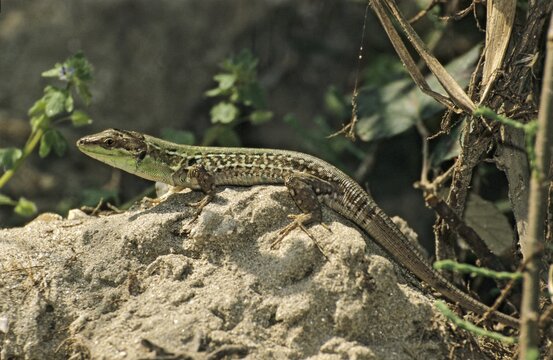 Italian wall lizard, Podarcis sicula, Podarcis siculus, ruin lizard, critters, lizards, reptiles, lizards, males, reptilia, reptiles, ruin lizard