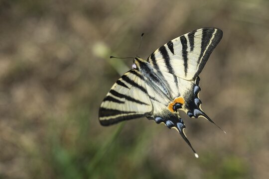 Iphiclides podalirius, scarce swallowtail, butterfly, insects, pear-tree swallowtail, sail swallowtail, butterfly, butterflies