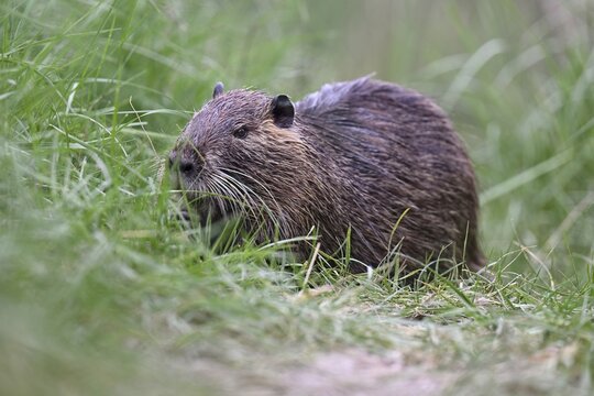 Nutria (Myocastor coypus), grazing, Camargue, southern France, France