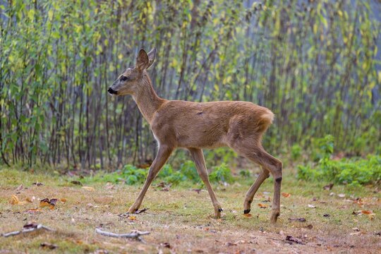 A female roe deer (Capreolus capreolus), runs through a nettle thicket