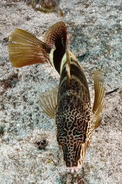 A fish with patterned scales and orange fins, the scribe wrasse (Serranus scriba), swimming over a sandy seabed, Pasito Blanco Reef dive site, Arguinegu&iacute;n, Gran Canaria, Spain, Atlantic Ocean