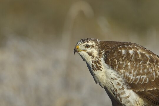 Steppe buzzard (Buteo buteo) bright variant, bright morph, animal portrait, wildlife, North Rhine-Westphalia, Germany