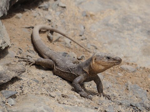 Gran Canaria giant lizard (Gallotia stehlini) on sandy soil in stony surroundings, attentive behaviour, Gran Canaria, Canary Islands, Canary Islands, Spain