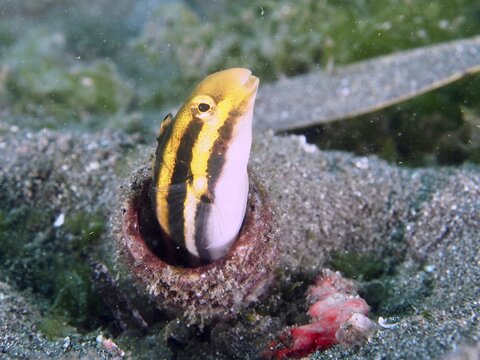 A striped mimicry blenny (Petroscirtes breviceps) with yellow-black stripes protrudes from a bottle buried in the sandy seabed, dive site Secret Bay, Gilimanuk, Bali, Indonesia