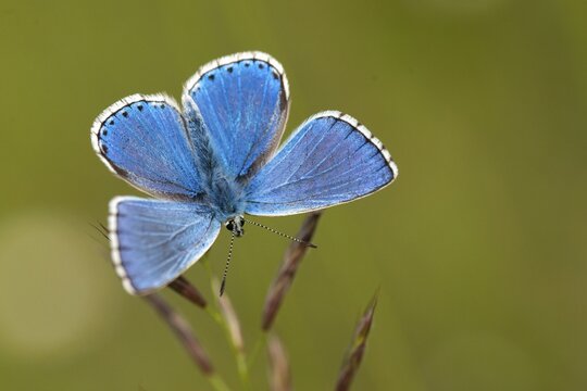 Adonis blue, sky blue blue, Lysandra bellargus, polyommatus bellargus, blue, butterfly, insects, butterfly, butterflies, butterflies