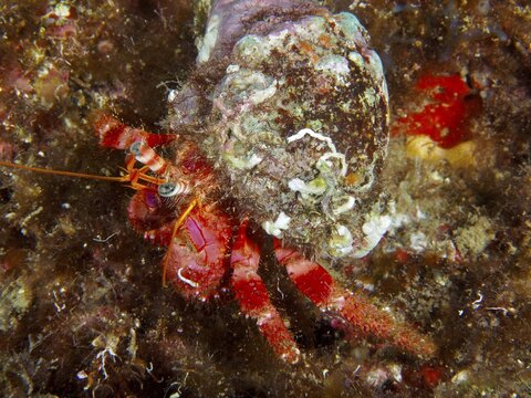 A Red Hermit Crab (Dardanus calidus) with a shell covered in seaweed and mussels, dive site: Cap de Creus Marine Protected Area, Rosas, Costa Brava, Spain, Mediterranean Sea