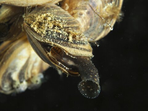 Close-up of an open Quagga zebra mussel (Dreissena rostriformis bugensis), an invasive species, at the Wildsau dive site, Berlingen, Lake Constance, Switzerland, Germany