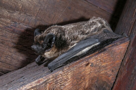 Leather-winged bat, parti-coloured bat, vespertilio murinus, bicolor bat, chiroptera, bats, mammals, mammals
