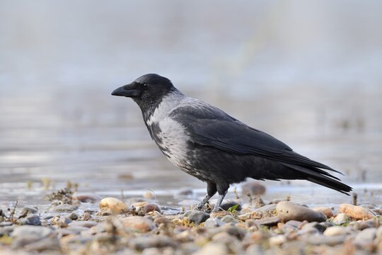 A hooded crow (Corvus cornix) stands on the banks of the Elbe, Saxony, Germany