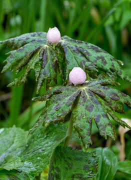 Himalaya-Maiapfel (Sinopodophyllum hexandrum), auch Himalaya-Fu&szlig;blatt genannt