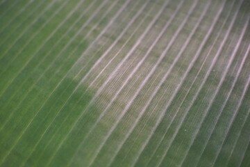 Close-up of a vibrant green banana leaf texture with natural patterns. © Jajar