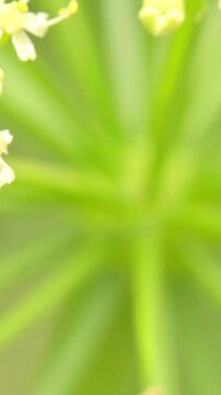 Macro shot of tiny white and yellow dill flower umbel blooming in a garden