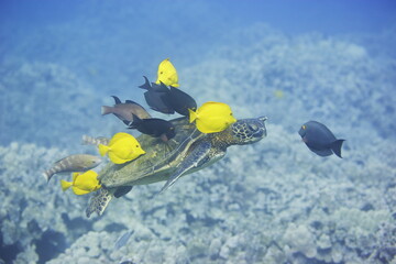 Green sea turtle being cleaned by fish along the coast of Hawaii © willtu
