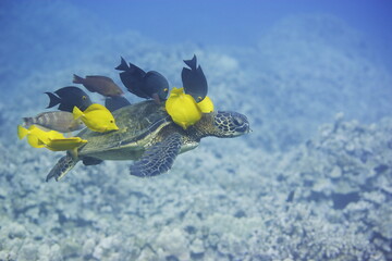Green sea turtle being cleaned by fish along the coast of Hawaii © willtu