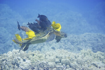 Green sea turtle being cleaned by fish along the coast of Hawaii © willtu