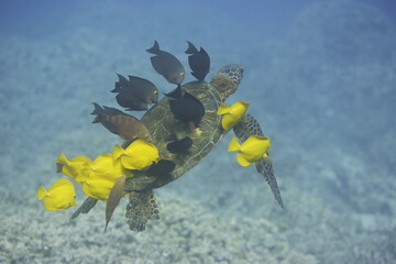 Green sea turtle being cleaned by fish along the coast of Hawaii © willtu