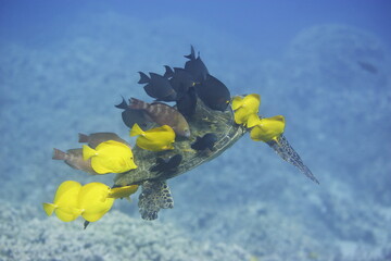 Green sea turtle being cleaned by fish along the coast of Hawaii © willtu