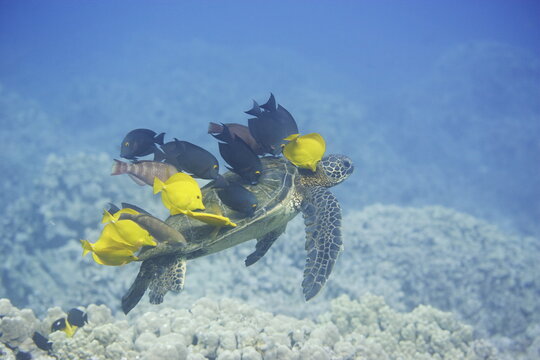 Green sea turtle being cleaned by fish along the coast of Hawaii