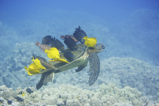 Green sea turtle being cleaned by fish along the coast of Hawaii