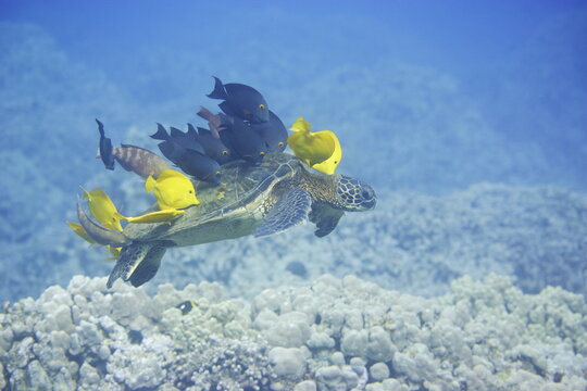 Green sea turtle being cleaned by fish along the coast of Hawaii