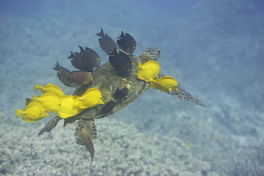 Green sea turtle being cleaned by fish along the coast of Hawaii