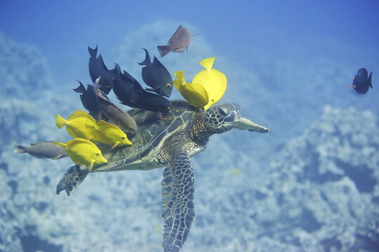 Green sea turtle being cleaned by fish along the coast of Hawaii